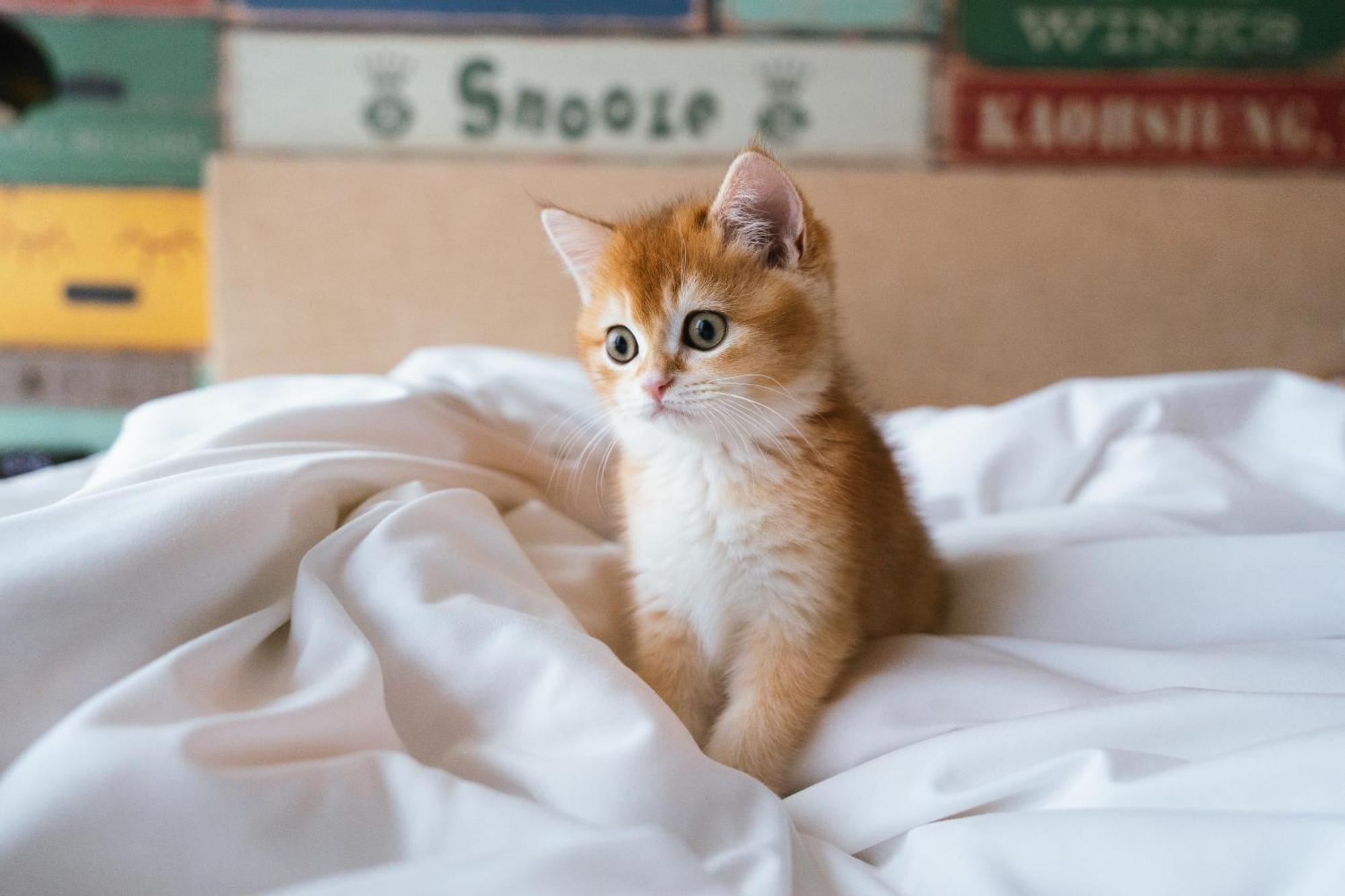 Hotel Indigo Kaohsiung Central Park By Ihg Buitenkant foto A kitten